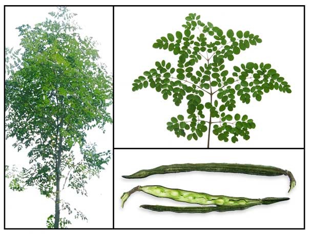 Moringa (सहजन) : फायदे और नुक्सान